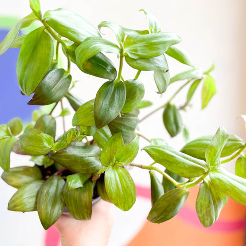 Inch Plant - Tradescantia zebrina 'Flame Dance' - Welsh Grown - Sprouts of Bristol