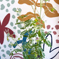 Indigofera heterantha - Himalayan Indigo - Sprouts of Bristol