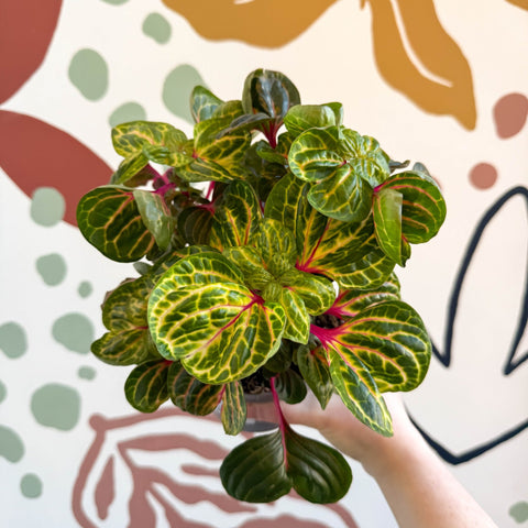 Iresine herbstii 'Funny Gold' - Bloodleaf - Sprouts of Bristol