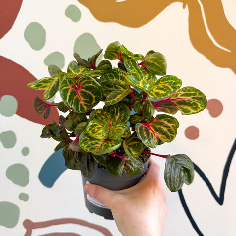 Iresine herbstii 'Funny Gold' - Bloodleaf - Sprouts of Bristol