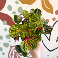 Iresine herbstii 'Funny Gold' - Bloodleaf - Sprouts of Bristol