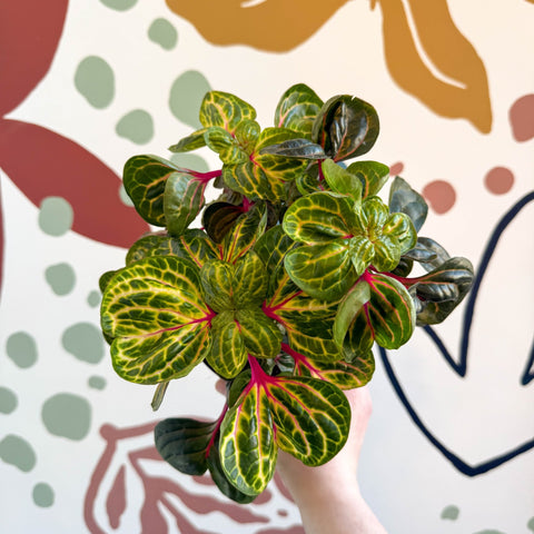 Iresine herbstii 'Funny Gold' - Bloodleaf - Sprouts of Bristol