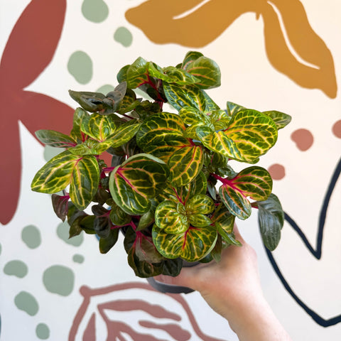 Iresine herbstii 'Funny Gold' - Bloodleaf - Sprouts of Bristol