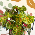 Iresine herbstii 'Funny Gold' - Bloodleaf - Sprouts of Bristol