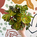 Iresine herbstii 'Funny Gold' - Bloodleaf - Sprouts of Bristol