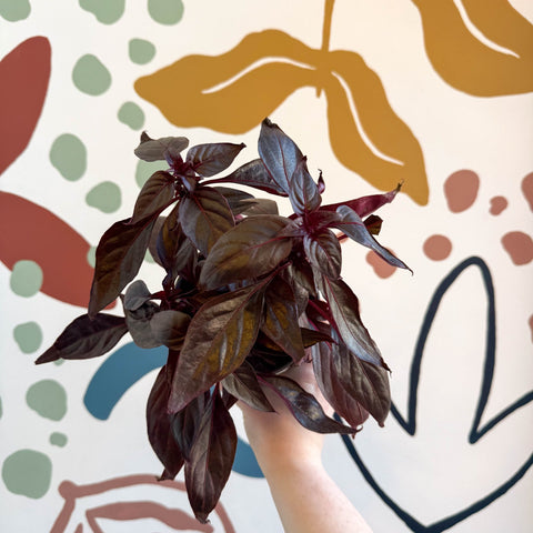 Iresine herbstii ‘Rich Darkstar’ - Bloodleaf - Sprouts of Bristol
