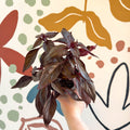 Iresine herbstii ‘Rich Darkstar’ - Bloodleaf - Sprouts of Bristol
