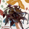 Iresine herbstii ‘Rich Darkstar’ - Bloodleaf - Sprouts of Bristol
