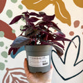Iresine herbstii ‘Rich Darkstar’ - Bloodleaf - Sprouts of Bristol