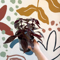 Iresine herbstii ‘Rich Darkstar’ - Bloodleaf - Sprouts of Bristol