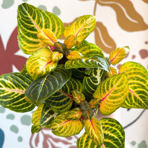 Iresine herbstii 'Rich Goldstar' - Bloodleaf - Sprouts of Bristol