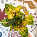 Iresine herbstii 'Rich Goldstar' - Bloodleaf - Sprouts of Bristol