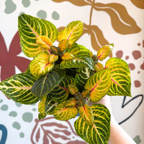 Iresine herbstii 'Rich Goldstar' - Bloodleaf - Sprouts of Bristol