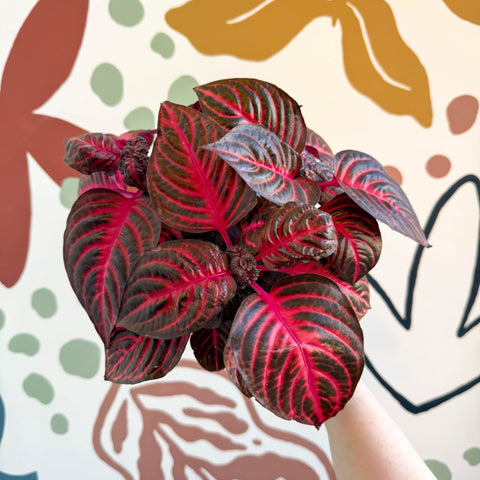 Iresine herbstii 'Rich Redstar' - Bloodleaf - Sprouts of Bristol