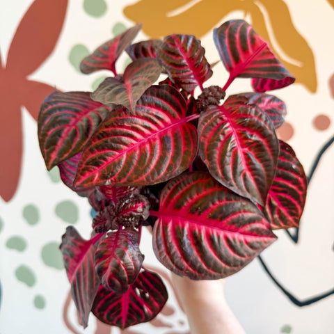 Iresine herbstii 'Rich Redstar' - Bloodleaf - Sprouts of Bristol