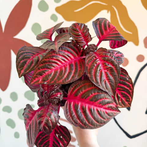 Iresine herbstii 'Rich Redstar' - Bloodleaf - Sprouts of Bristol