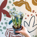 Iris ‘Katharine Hodgkin’ - Potted Blue Dwarf Iris - Sprouts of Bristol