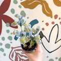 Iris ‘Katharine Hodgkin’ - Potted Blue Dwarf Iris - Sprouts of Bristol