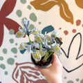 Iris ‘Katharine Hodgkin’ - Potted Blue Dwarf Iris - Sprouts of Bristol