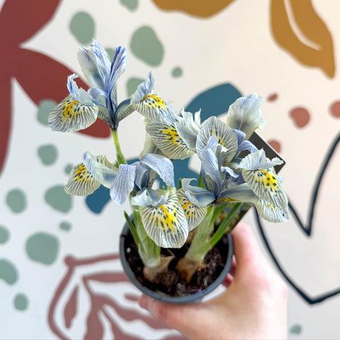 Iris ‘Katharine Hodgkin’ - Potted Blue Dwarf Iris - Sprouts of Bristol