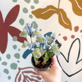 Iris ‘Katharine Hodgkin’ - Potted Blue Dwarf Iris - Sprouts of Bristol