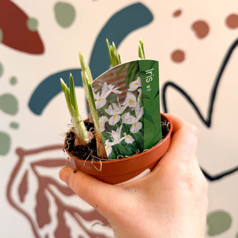 Iris - Potted White Dwarf Iris - Sprouts of Bristol