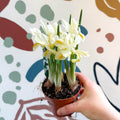 Iris - Potted White Dwarf Iris - Sprouts of Bristol
