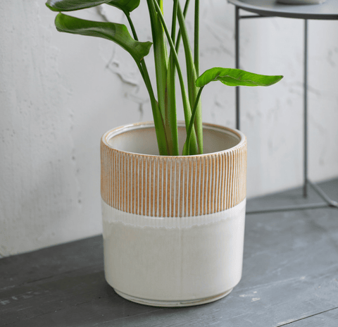 Ivory Hillesley Pot - Sprouts of Bristol