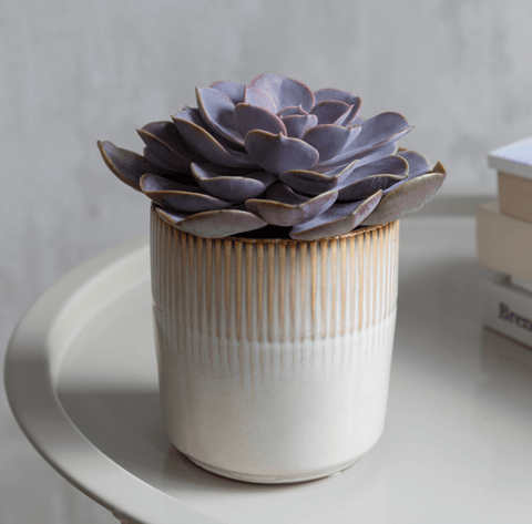 Ivory Hillesley Pot - Sprouts of Bristol