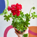 Ivy Leaved Semi-Double Geranium - Pelargonium 'Medio Gabry Red' - British Grown - Sprouts of Bristol