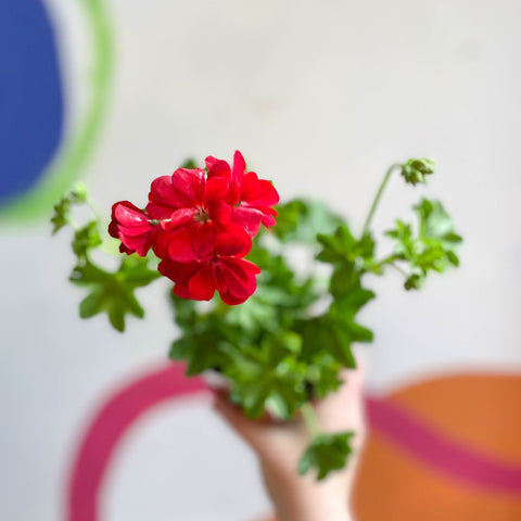 Ivy Leaved Semi-Double Geranium - Pelargonium 'Medio Gabry Red' - British Grown - Sprouts of Bristol