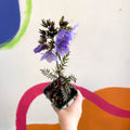 Jacob's Ladder - Polemonium 'Bressingham Purple' - Cotswold Grown Herbaceous Perennial - Sprouts of Bristol