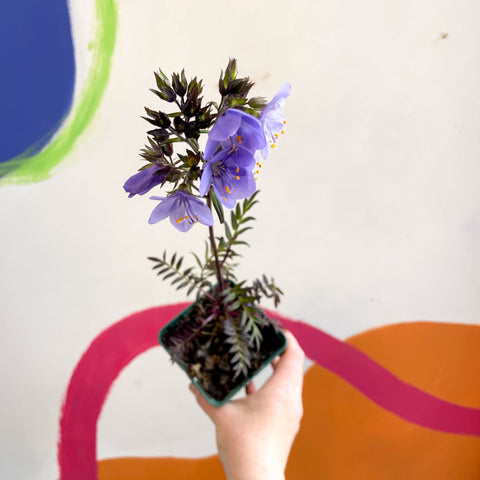 Jacob's Ladder - Polemonium 'Bressingham Purple' - Cotswold Grown Herbaceous Perennial - Sprouts of Bristol