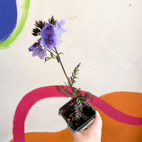 Jacob's Ladder - Polemonium 'Bressingham Purple' - Cotswold Grown Herbaceous Perennial - Sprouts of Bristol