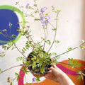 Jacob's Ladder - Polemonium 'Lambrook Mauve' - Cotswold Grown Perennial - Sprouts of Bristol