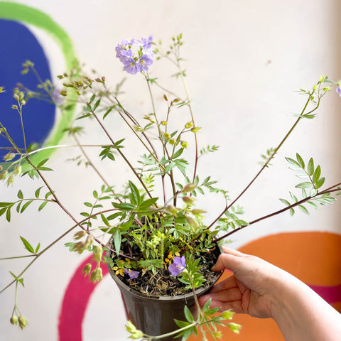 Jacob's Ladder - Polemonium 'Lambrook Mauve' - Cotswold Grown Perennial - Sprouts of Bristol