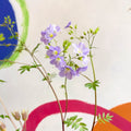 Jacob's Ladder - Polemonium 'Lambrook Mauve' - Cotswold Grown Perennial - Sprouts of Bristol