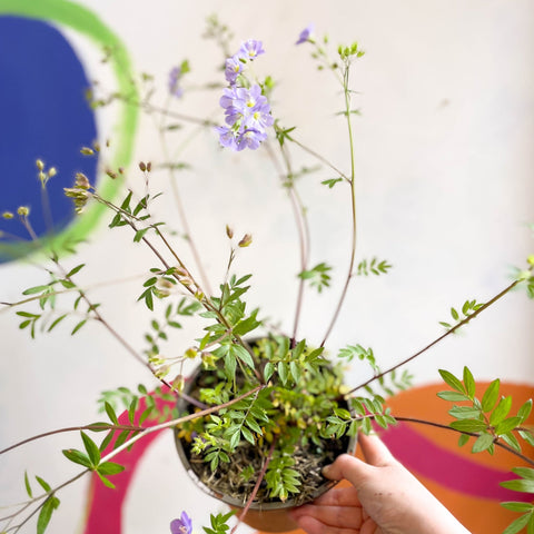 Jacob's Ladder - Polemonium 'Lambrook Mauve' - Cotswold Grown Perennial - Sprouts of Bristol