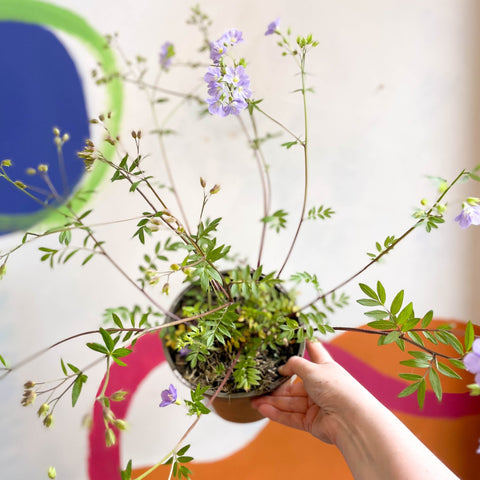 Jacob's Ladder - Polemonium 'Lambrook Mauve' - Cotswold Grown Perennial - Sprouts of Bristol