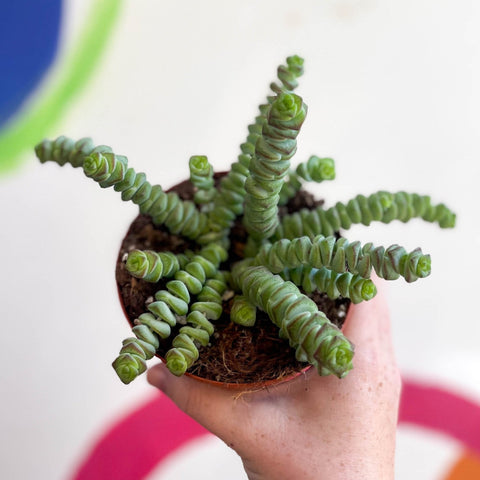 Jade Necklace - Crassula x rupestris f. marnieriana 'Hottentot' - Sprouts of Bristol