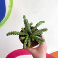 Jade Necklace - Crassula x rupestris f. marnieriana 'Hottentot' - Sprouts of Bristol