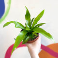 Japanese Bird's Nest Fern - Asplenium antiquum - Sprouts of Bristol