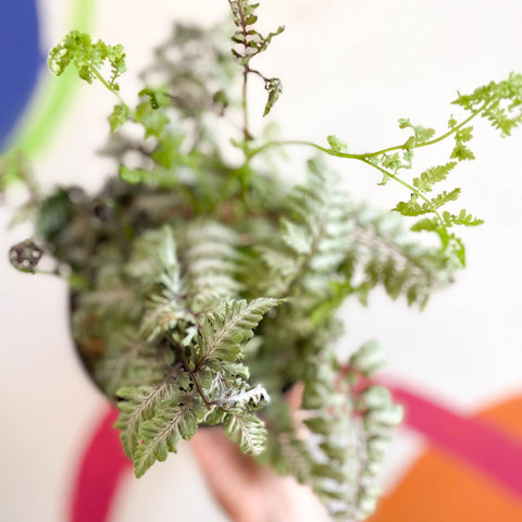Japanese Painted Fern - Athyrium niponicum var. pictum 'Silver Falls' - Sprouts of Bristol