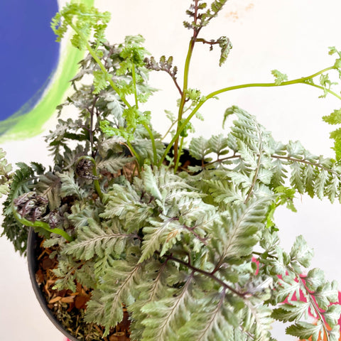 Japanese Painted Fern - Athyrium niponicum var. pictum 'Silver Falls' - Sprouts of Bristol