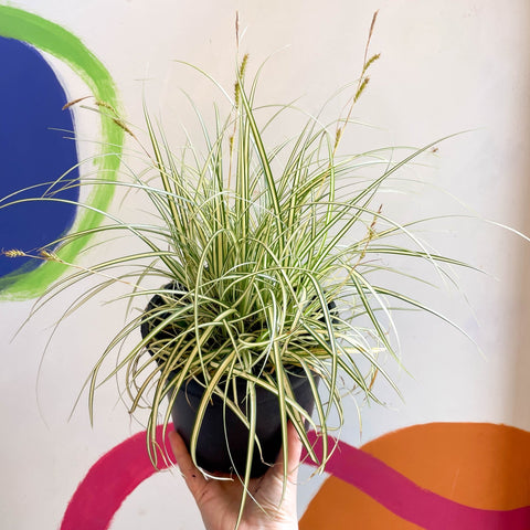 Japanese Sedge - Carex oshimensis 'Evergold' - Cotswold Grown Perennial - Sprouts of Bristol