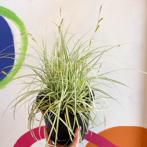 Japanese Sedge - Carex oshimensis 'Evergold' - Cotswold Grown Perennial - Sprouts of Bristol