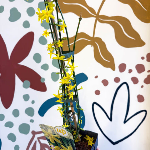 Jasminum nudiflorum - Winter Jasmine - Sprouts of Bristol