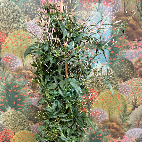 Jasminum polyanthum - Many - Flowered Jasmine - Sprouts of Bristol