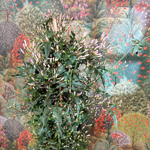 Jasminum polyanthum - Many - Flowered Jasmine - Sprouts of Bristol