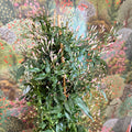 Jasminum polyanthum - Many - Flowered Jasmine - Sprouts of Bristol